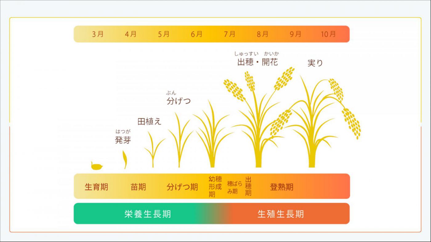 種もみから苗、稲穂まで