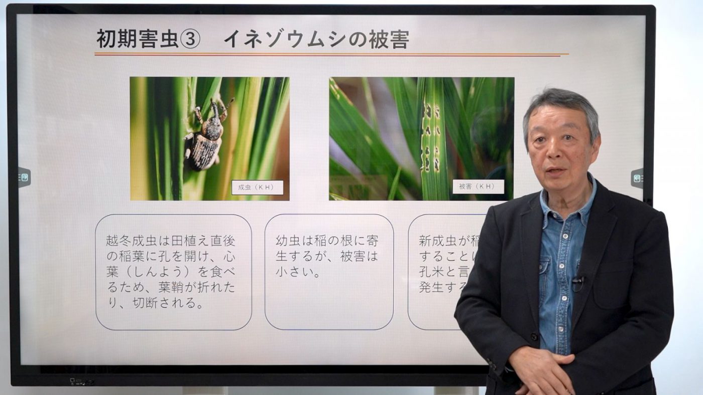 害虫防除の基礎②主要害虫の生態・被害・防除(稲生育初期害虫編)