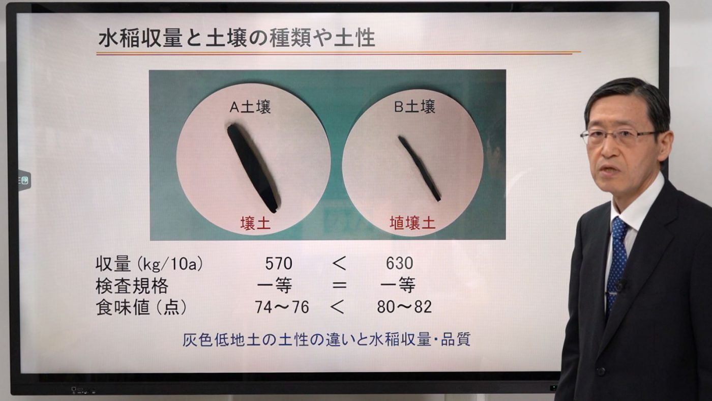 水稲の根張りと土壌の関係