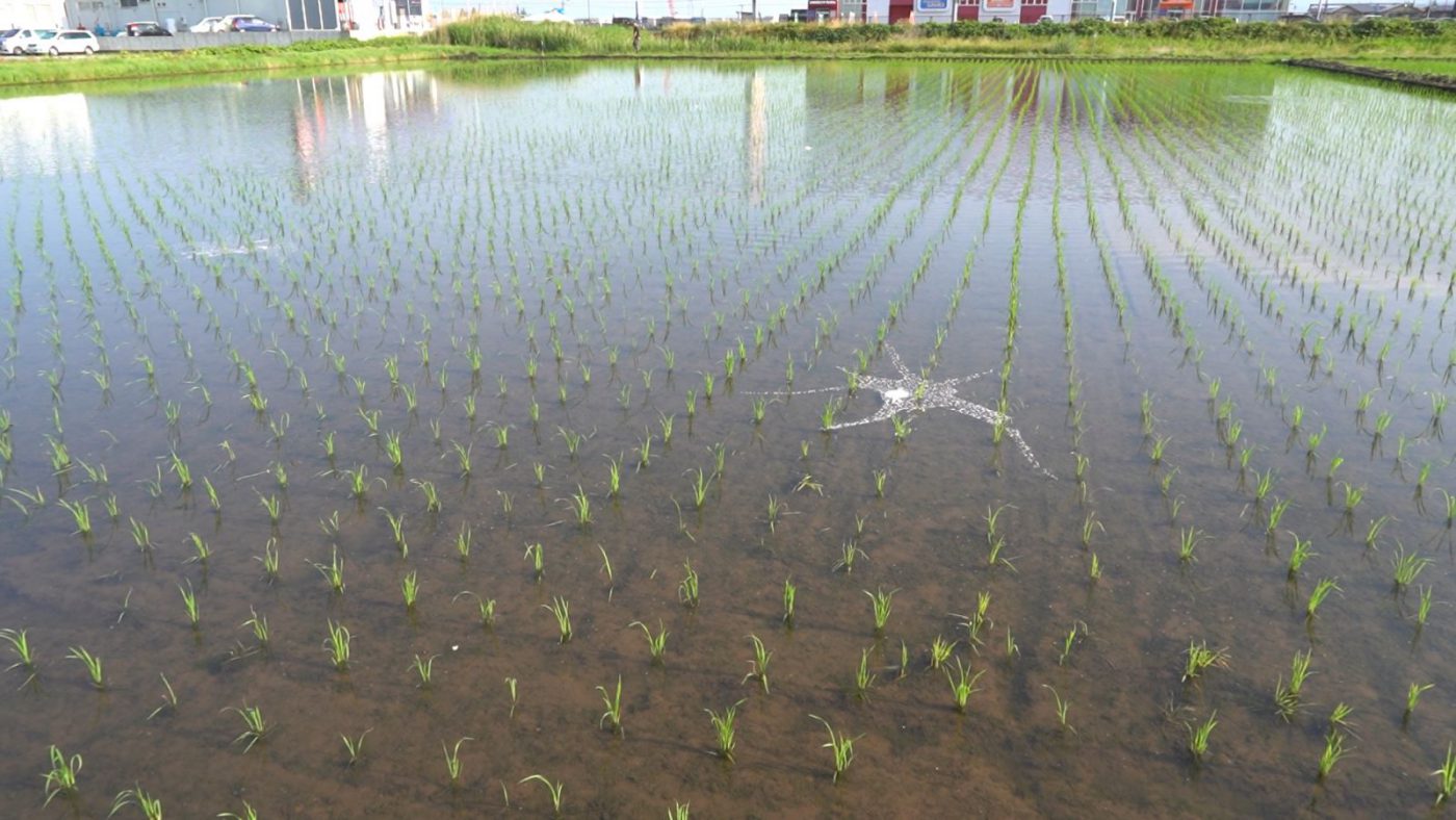 除草