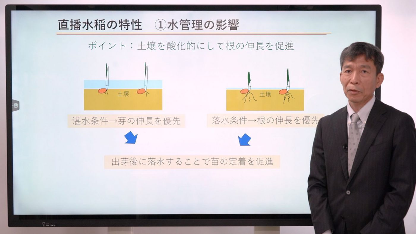 直播栽培-育苗の省略で労力・コスト削減- 〈後編〉