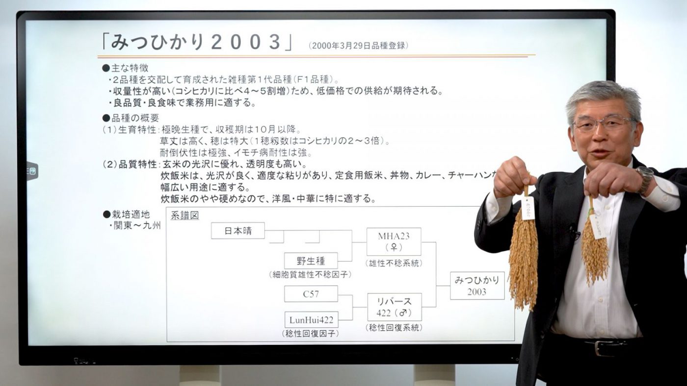 ハイブリッドライス(F1品種)「みつひかり」について