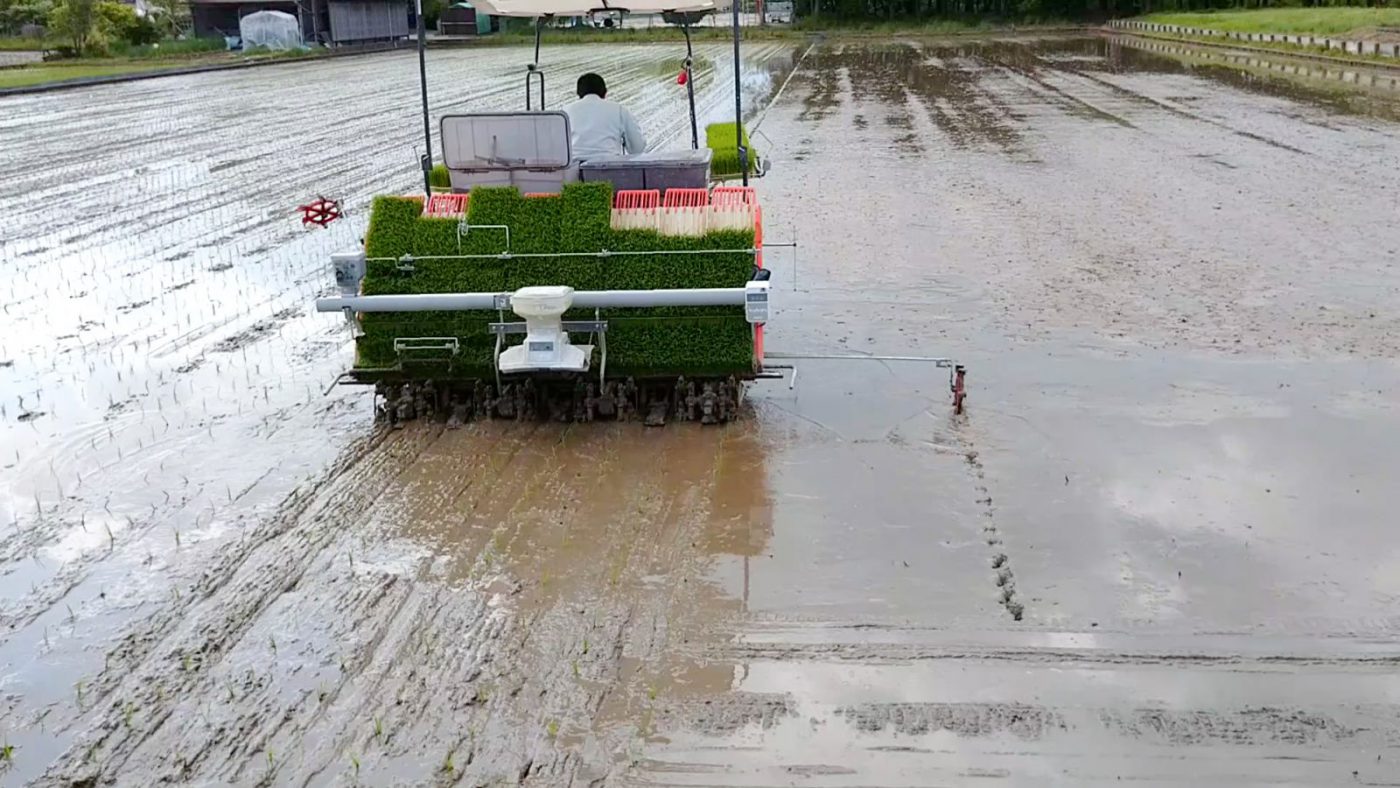 田植え